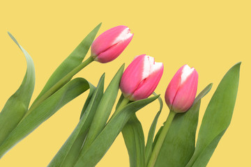 Beautiful pink tulips on a yellow background close up