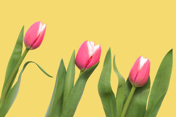 Fototapeta premium Beautiful pink tulips on a yellow background close up