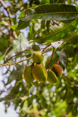 unripe little mango on a tree a healthy sweet and juicy Asian tropical fruit