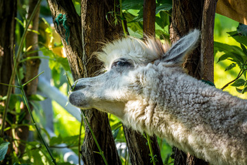 Beautiful Lama eats green trees