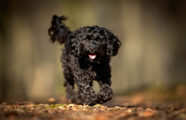 Portrait of a small dog