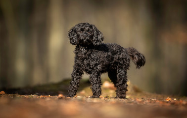Portrait of a small dog