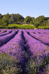 Naklejka na ściany i meble Blooming field of lavender flowers, french countryside
