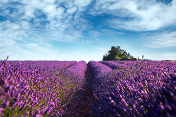 Naklejka na ściany i meble Blooming field of lavender flowers, blue sky with white clouds, France