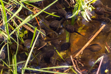 Polliwogs in a local pond getting ready to deploy into frogs. Springtime pond.