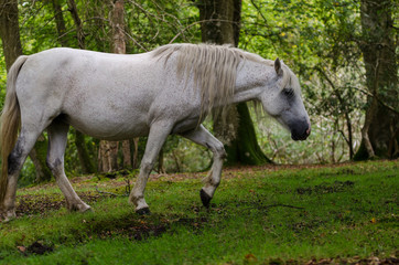 A portrait of a wild New Forest pony,  one of the recognised mountain and moorland or native pony breeds of the British Isles.