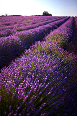 Naklejka na ściany i meble Field of blue lavender flowers (Provence, France)
