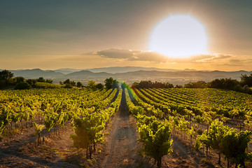 Vineyard at sunset. A plantation of grapevines. Hilly mediterranean landscape, south France, Europe - obrazy, fototapety, plakaty