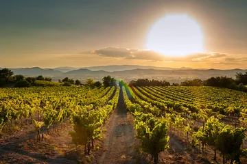 Stoff pro Meter Weinberg bei Sonnenuntergang. Eine Plantage von Weinreben. Hügelige mediterrane Landschaft, Südfrankreich, Europa © mikeosphoto