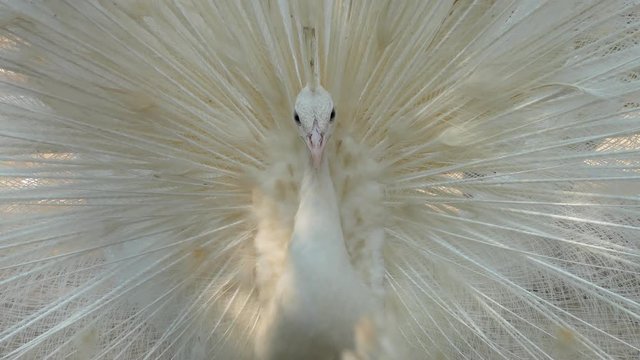 Close-up of beautiful white peacock with feather out