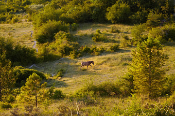 Horse on a hilly pasture among trees and shrubs