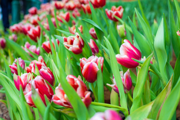 Colorful tulip flower garden outdoor
