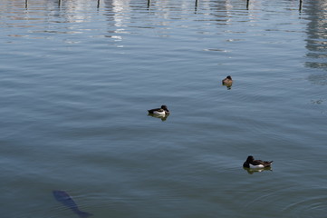 池を水鳥が泳いでいる