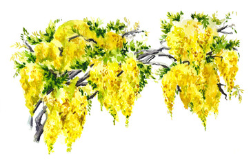 The branch yellow wisteria. Hand drawn watercolor illustration 