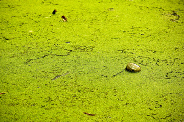 A picture from the lonely swamp deep in the forest. 