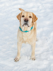 Labrador Retriever in the snow