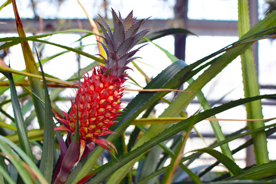 Close up of red pineapple fruit of a Ananas Bracteatus bromeliad plant