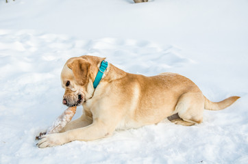 Labrador with a stick
