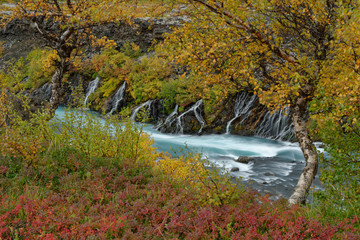 Birke (Betula) im Herbstkleid, Hraunafossar, Island