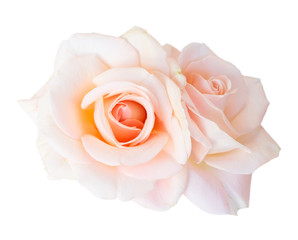 Pink rose on white