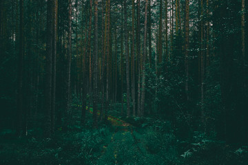 Obraz premium Deep forest