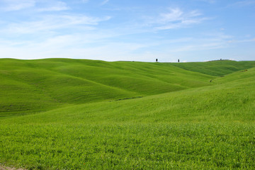 A green virgin spring field in Tuscany. 
