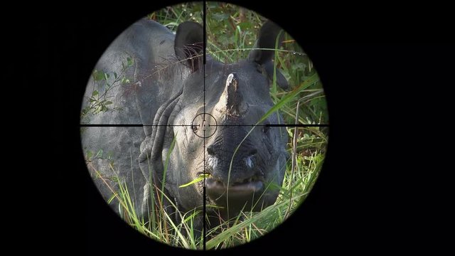 Indian One Horned Rhinoceros Seen in Gun Rifle Scope. Wildlife Hunting. Poaching Endangered, Vulnerable, and Threatened Animals