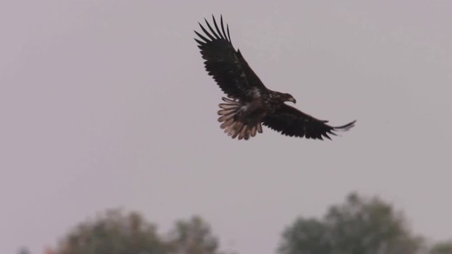White-tailed eagle in Hungary