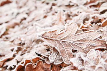 A detail picture of frozen oak leaf lying on the ground. 