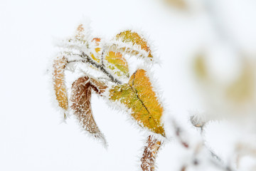 A detail picture of the frozen branch with a fresh green leaf on it. 