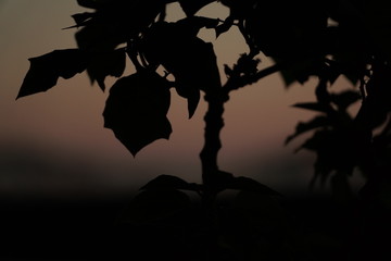 silueta de plantas con hojas en atardecer