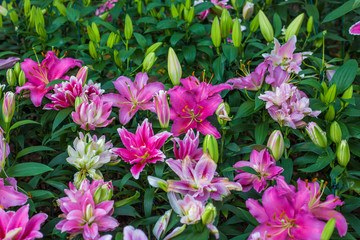Pink lilly in botanic winter garden