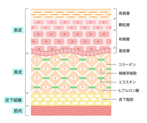 肌の構造