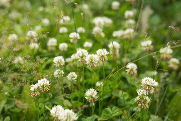 Blossoming white clover. Summer. Spring. Green leaf.