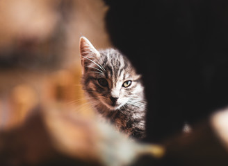 Chaton dans la lumière - rue corse