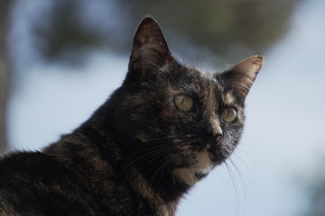 gato marrón mirando a cámara