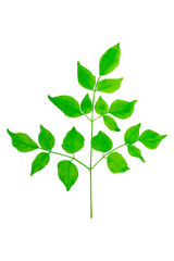Green sprig of plant with leaves, on a white background, isolated