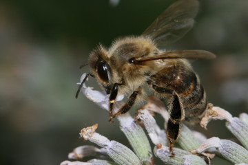 Biene bei der Arbeit