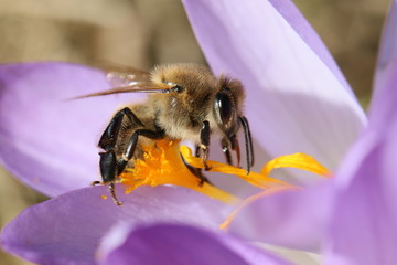 Biene auf Blüte