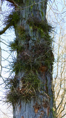 Gleditschie Baum, Lederhülsenbaum mit langen Stacheln, Dornen an der Rinde