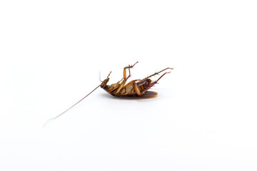 Cockroaches die from Bug Sprays isolate white background
