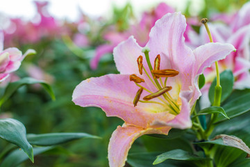 Pink lilly in botanic winter garden