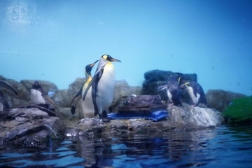 Fototapeta na wymiar 水族館の魚やペンギン