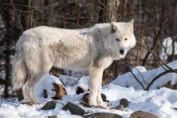 Fototapeta premium Arctic Wolf Watching