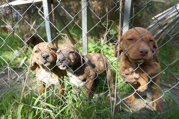 Szczeniaki  © Papuga