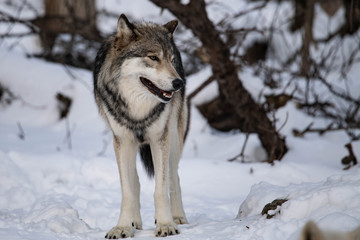 Naklejka premium Really I'm a Nice Guy