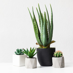 Aloe vera and succulent plants in pots over white wall