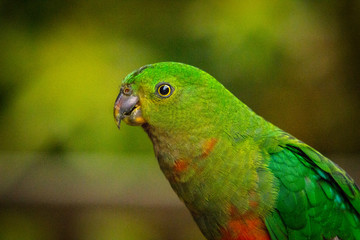 Portrait of a female king parrot