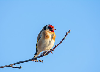 European goldfinch sitting on the branch of a tree