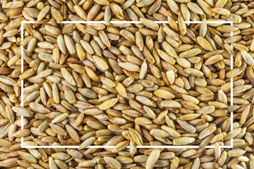 Wheat Grain Texture with White Frame. Close Up Blank Background
